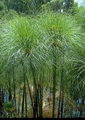 Cyperus Papyrus